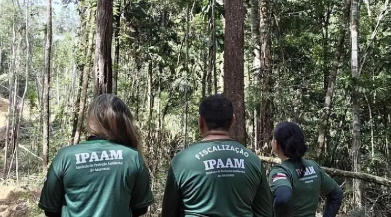 Ipaam suspende exploração de madeira no Amazonas durante período de chuvas