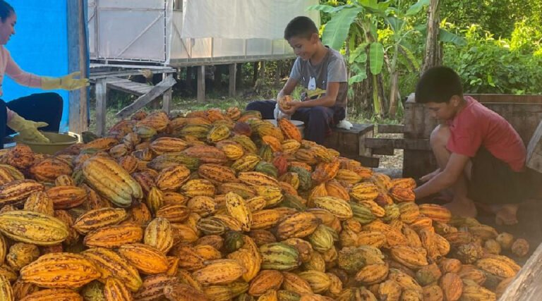 Produtores do Médio Juruá celebram reconhecimento internacional do cacau artesanal
