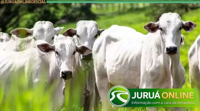 @JURUAONLINEOFICIAL (11) - 2026-02-15T090155.536