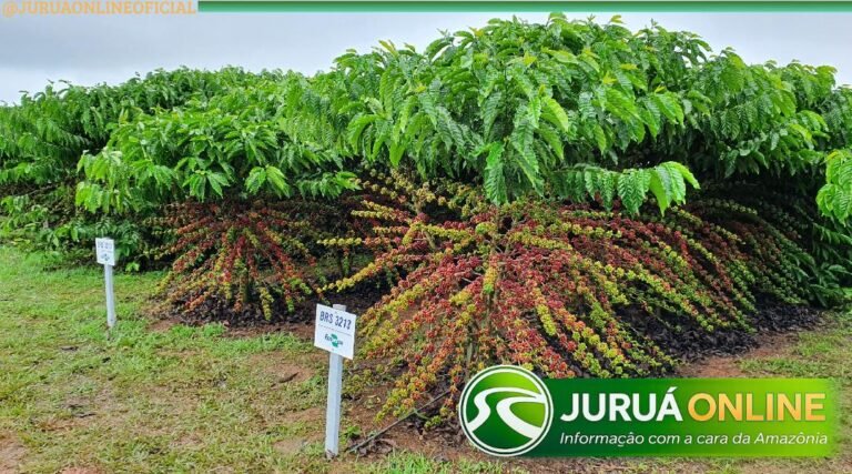Produção de café cresce no Acre e apresenta avanço na safra 2026, aponta IBGE