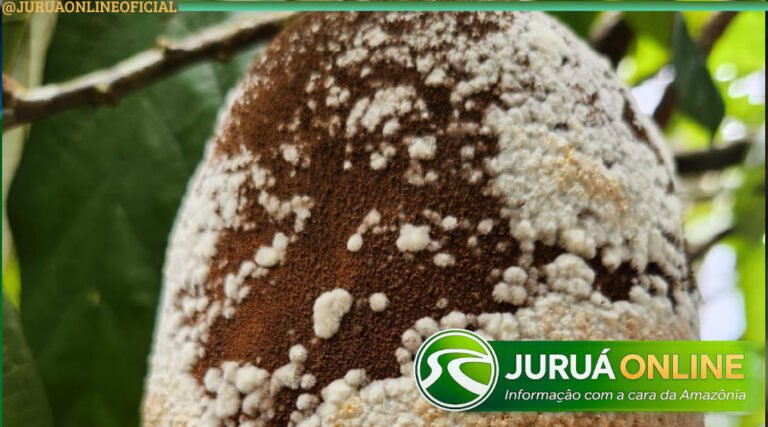 Governo federal libera cerca de R$ 2 milhões para reforçar combate à monilíase no Acre
