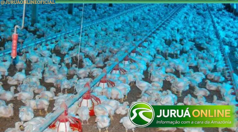 Enxurrada destrói aviários e provoca perda de 15 mil frangos no interior do Acre