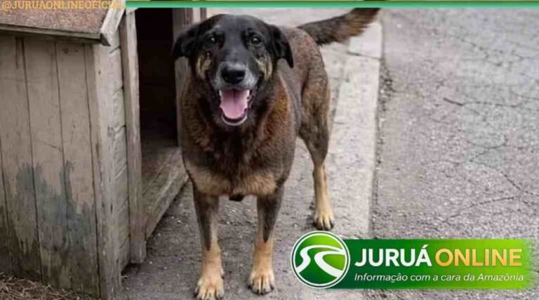 Polícia de SC conclui inquérito e atribui a adolescentes agressões contra cão Orelha