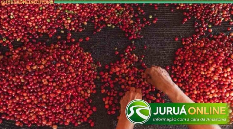 Produção de café deve crescer em 2026 e Acre integra grupo de estados com avanço no setor
