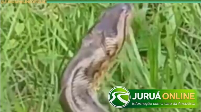 Vídeo mostra duas sucuris em possível acasalamento em área de mata em Cruzeiro do Sul