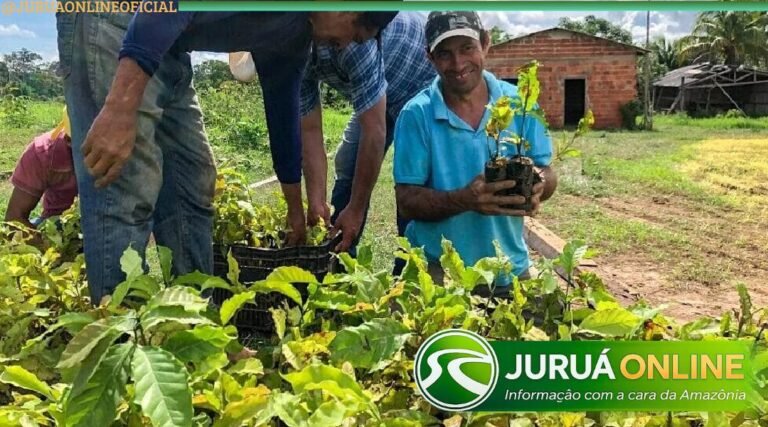 Secretaria regulamenta credenciamento para fornecimento de mudas de café e cacau no Acre