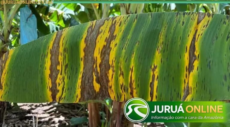 Idaf implanta sistema de mitigação de risco contra Sigatoka Negra no Acre