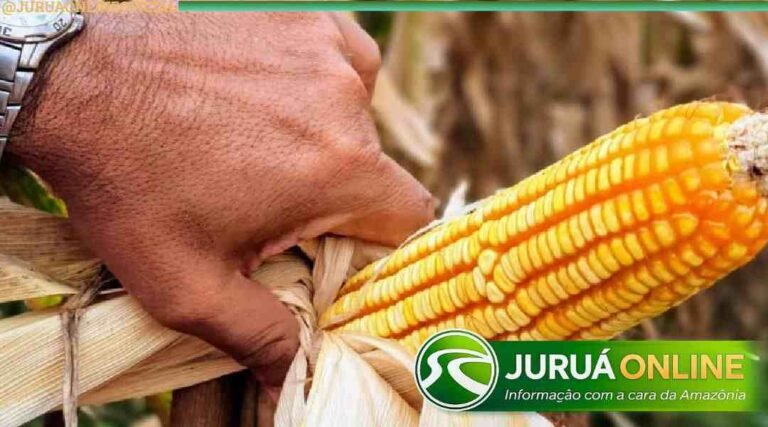 Produtor de milho no Acre recebe até 59% acima do preço mínimo, aponta Conab