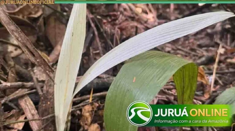 No Acre, palmeira ‘albina’ é vista pela primeira vez na história e intriga pesquisadores