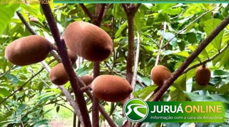 Cacau e cupuaçu impulsionam agricultura familiar no Acre, mas doença ameaça produção