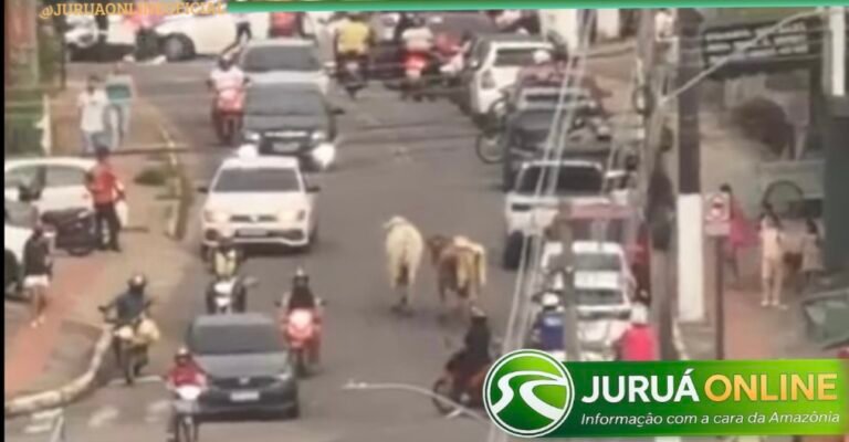 Bois soltos causam tumulto em rua movimentada em Cruzeiro do Sul