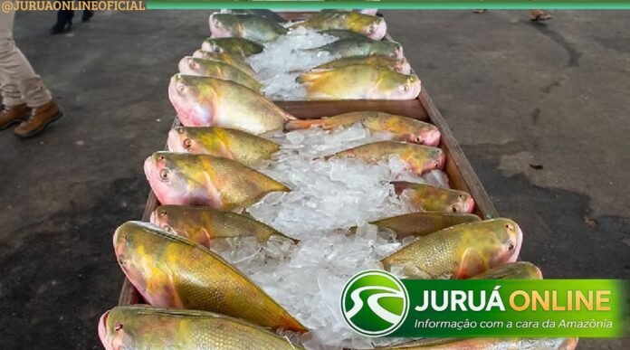 @JURUAONLINEOFICIAL (11) (1) (28)