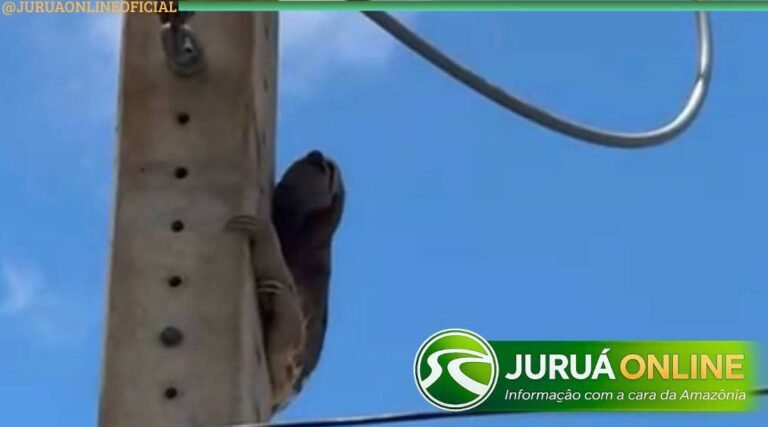 Mais de 2,8 mil ocorrências com animais na rede elétrica foram registradas no Acre em 2025