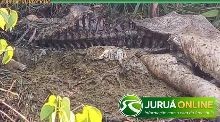 Suspeita de ataques de onça assusta pecuaristas na zona rural de Cruzeiro do Sul