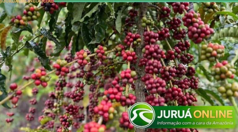 Comissão do Senado aprova criação do Selo Verde Café Amazônia