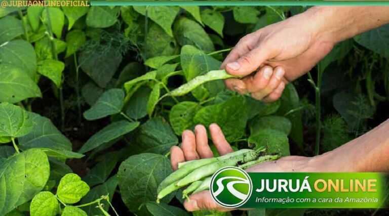 Governo aprova zoneamento climático para cultivo de feijão irrigado no Acre