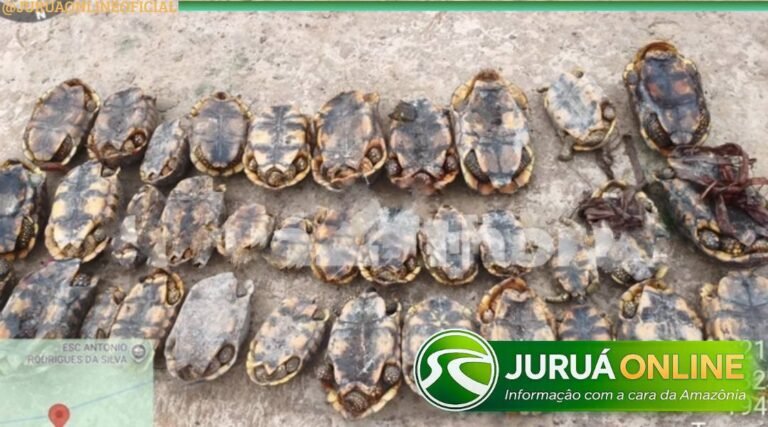 Operação conjunta apreende 36 jabutis na Reserva Extrativista Riozinho do Liberdade