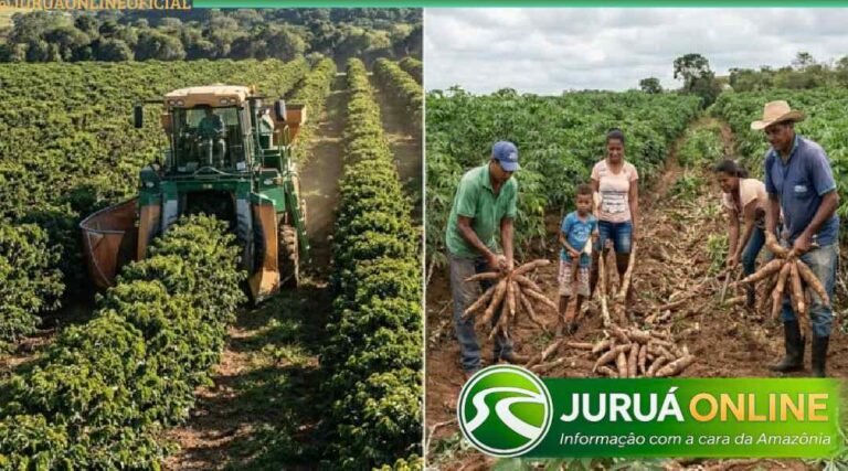 Dados do IBGE apontam que crescimento do café não reduziu área da mandioca no Acre