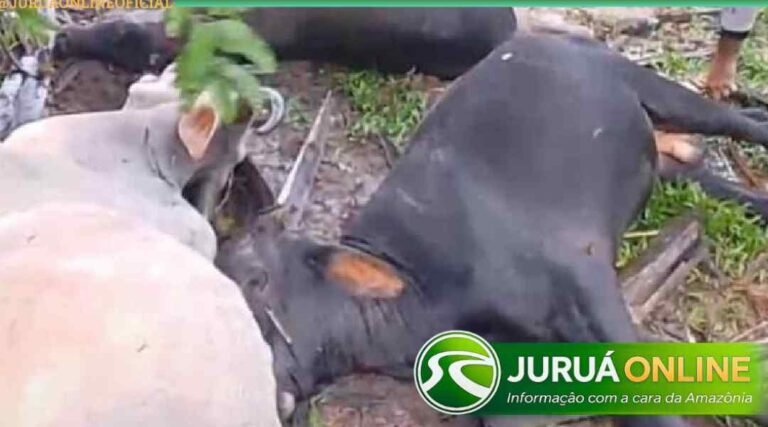 Raio mata três bois e assusta moradores em fazenda próxima a Ipixuna