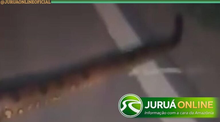 Sucuri de grande porte é flagrada atravessando estrada em Cruzeiro do Sul