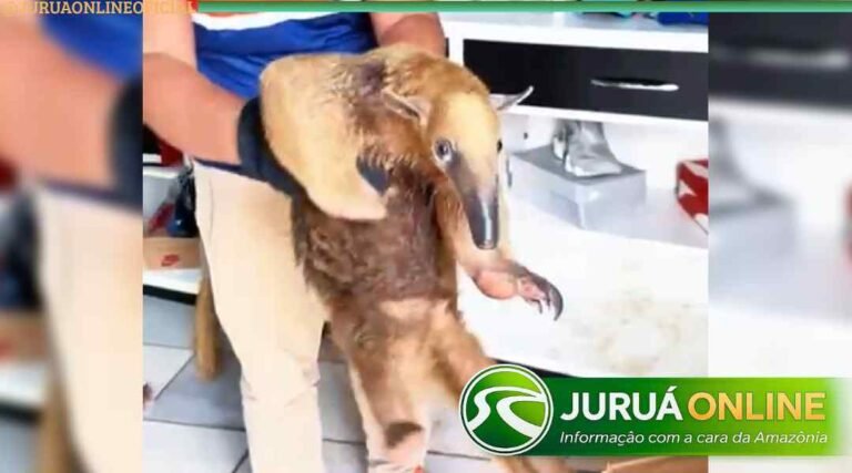 Tamanduá invade loja de celulares e mobiliza Defesa Civil em Porto Walter