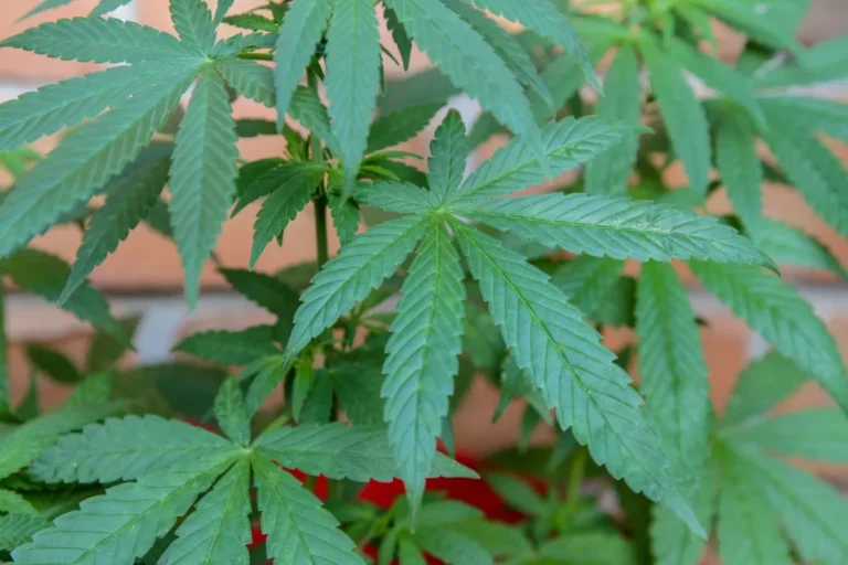 Governo Trump reclassifica maconha medicinal como droga menos perigosa