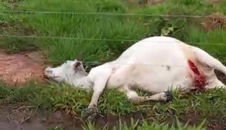 Em Cruzeiro do Sul, queda de raio mata dois bois durante chuva na zona rural