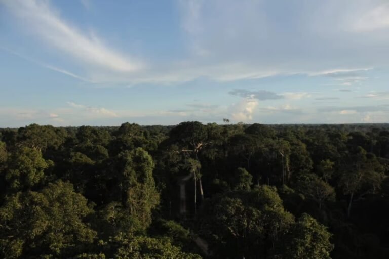 Acre está entre estados com maior redução da perda de florestas tropicais no Brasil, aponta levantamento