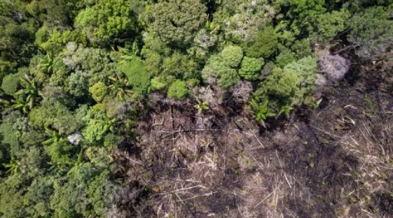 Cidades do Acre estão entre as que mais desmataram na Amazônia