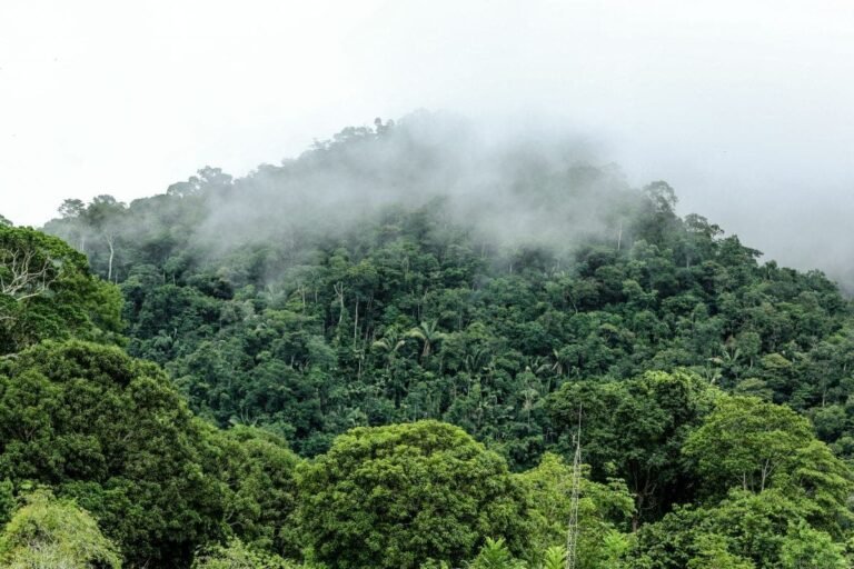 Governo autoriza pesquisas com estrangeiros na faixa de fronteira do Acre, na Serra do Divisor