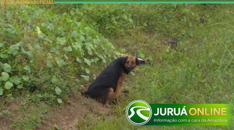 Cadela atropelada mobiliza agentes ambientais e bombeiros em Cruzeiro do Sul