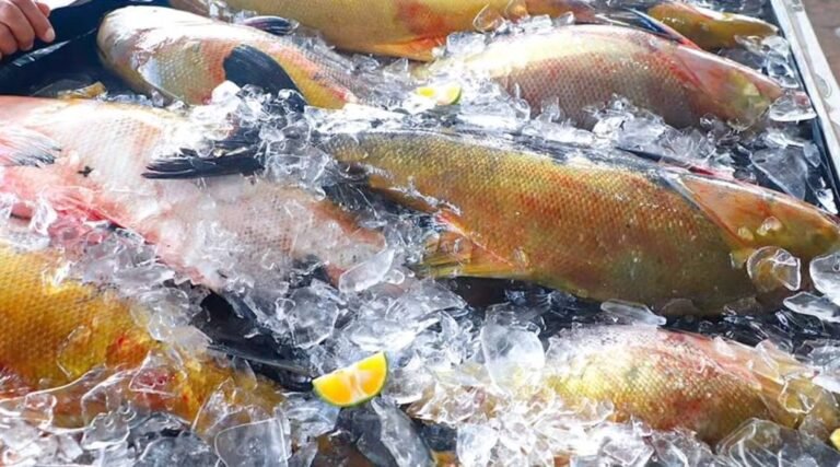 Tambaqui entra em lista nacional de espécies ameaçadas de extinção