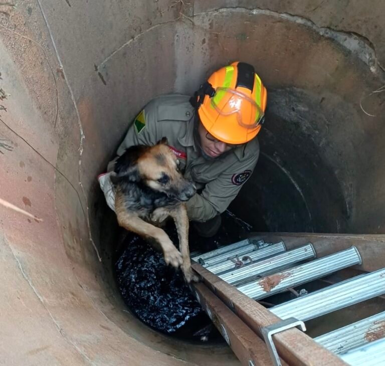 Cachorro é resgatado de fossa às margens da BR-307 em Cruzeiro do Sul