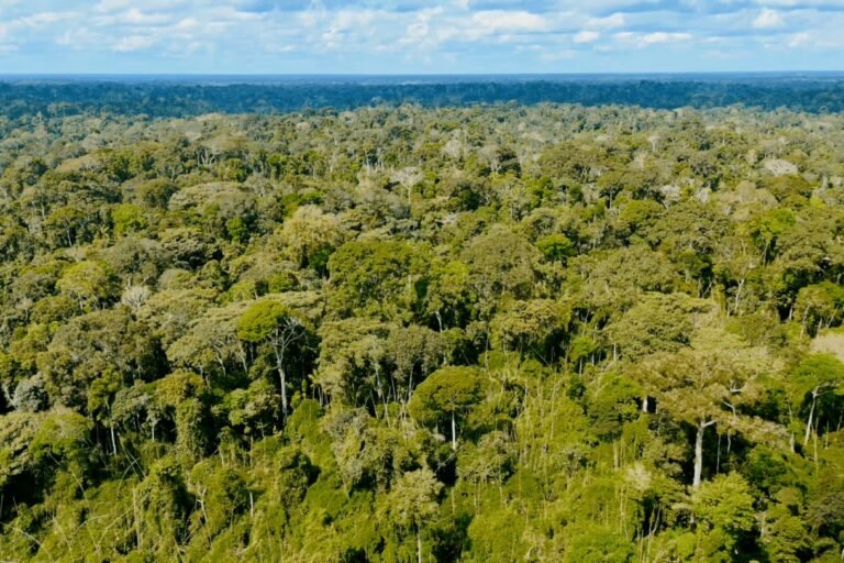 R$ 4,5 milhões em jogo: prazo final para edital de recuperação ambiental no Acre termina nesta quarta-feira (06)