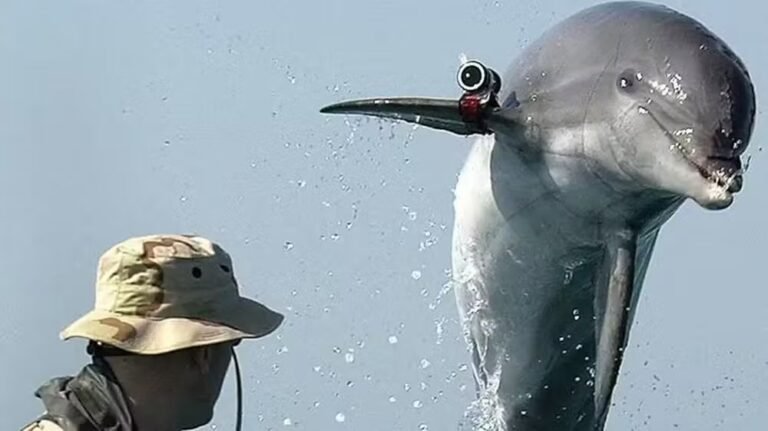 Golfinhos treinados para guerra: a história dos animais militares da União Soviética que acabaram no Irã