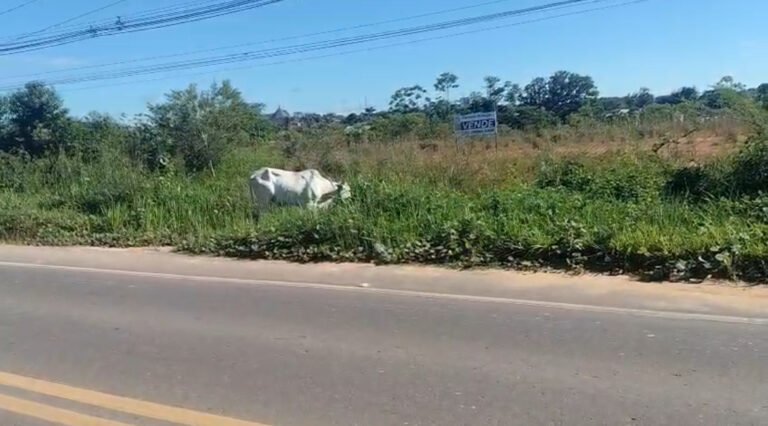 Na variante: bois atravessam a rua e colocam motoristas em risco