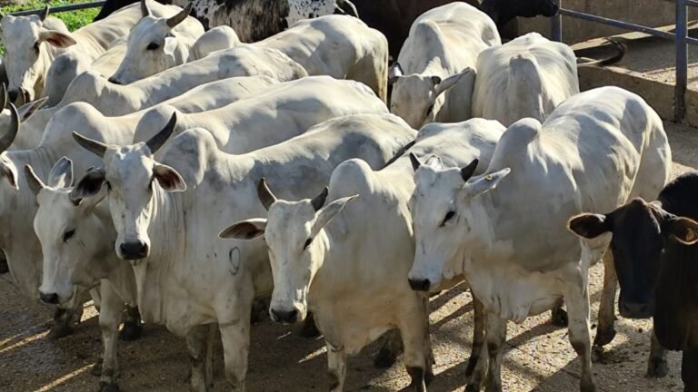 Arroba da vaca gorda registra queda no Acre e chega a R$ 282 à vista