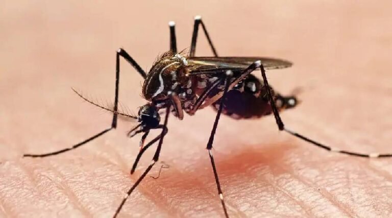 Brasil registra queda de 75% nos casos de dengue, mas Acre permanece em zona de alerta alta