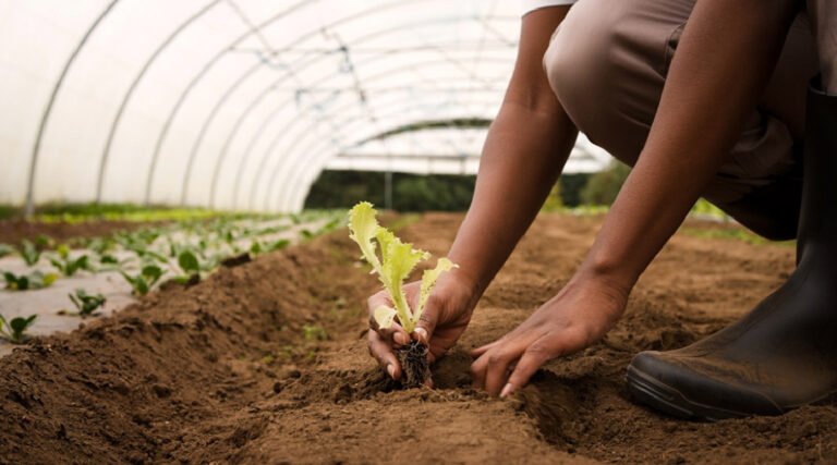 Acre amplia produção agrícola e se destaca na região Norte, aponta IBGE