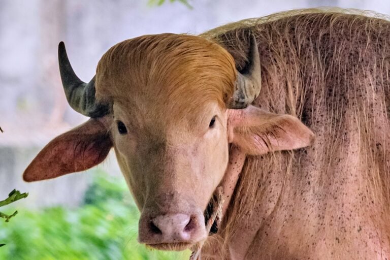 Búfalo apelidado de Donald Trump vira atração e atrai multidões em zoológico de Bangladesh