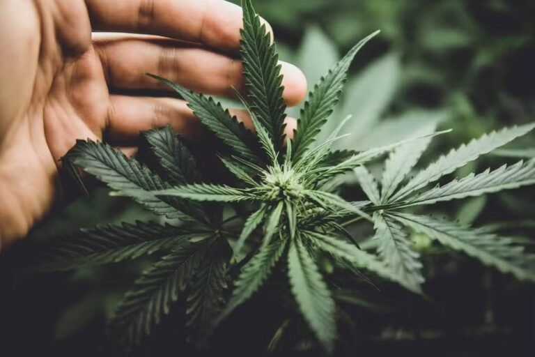 Suprema Corte dos EUA flexibiliza regra e libera porte de armas para usuários de maconha