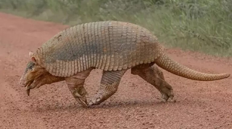 Espécies da fauna acreana integram nova lista de animais ameaçados de extinção