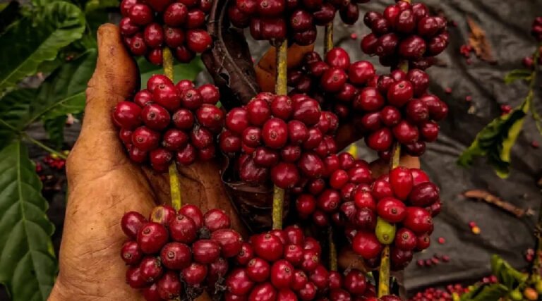 Concurso vai premiar melhor café do Acre com trator de R$ 95 mil; inscrições já estão abertas