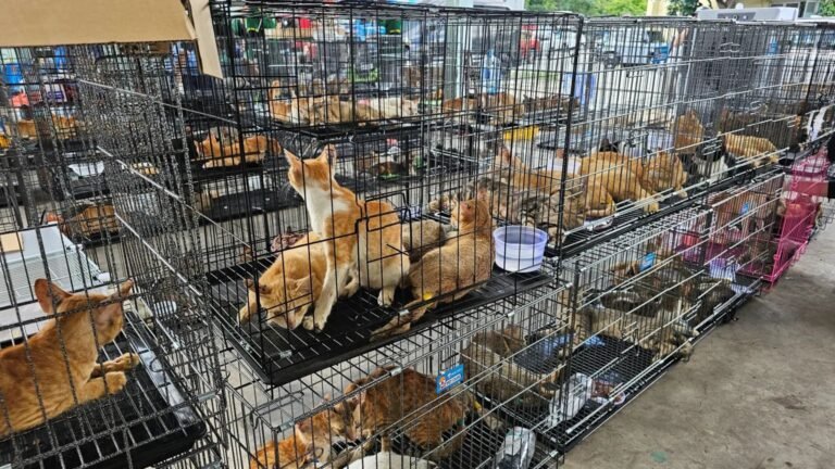 Mais de 400 gatos são resgatados no Vietnã após polícia desmantelar rede de roubo e tráfico de animais