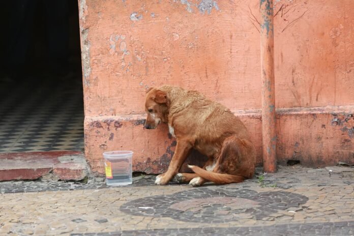 dog