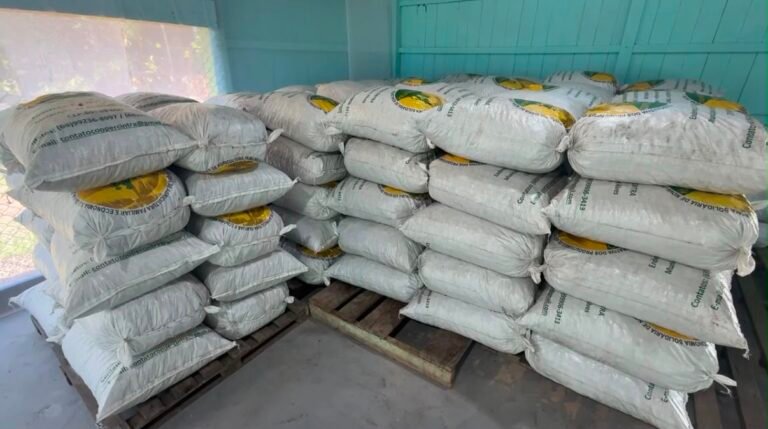 Cooperativa de Rodrigues Alves fortalece extrativismo e leva produtos da floresta amazônica ao mercado internacional