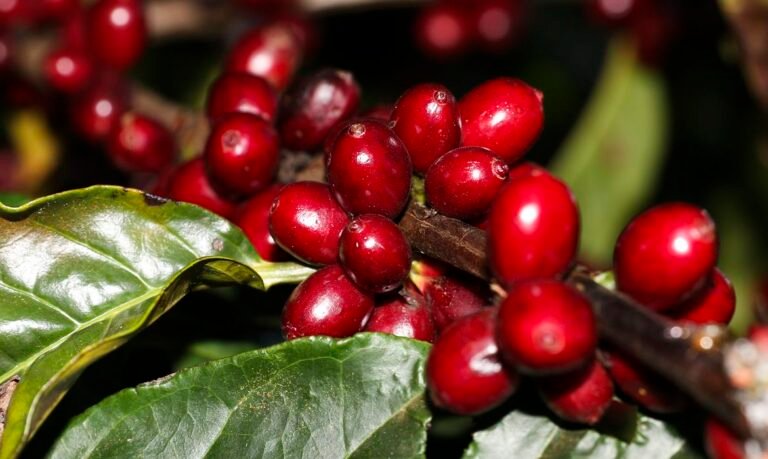 EUA isentam café, carne, petróleo e setor aeronáutico de nova tarifa sobre produtos brasileiros