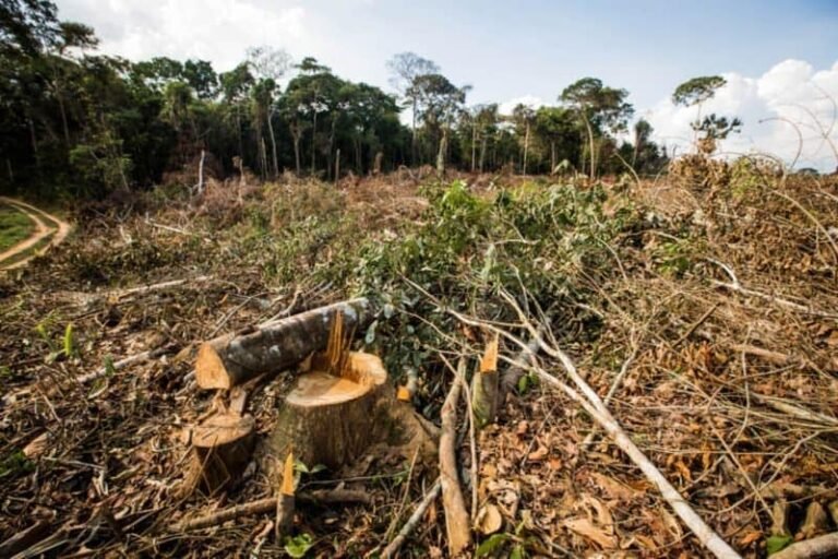MPF e MPAC cobram instalação de unidade do Ibama em Feijó para reforçar fiscalização ambiental