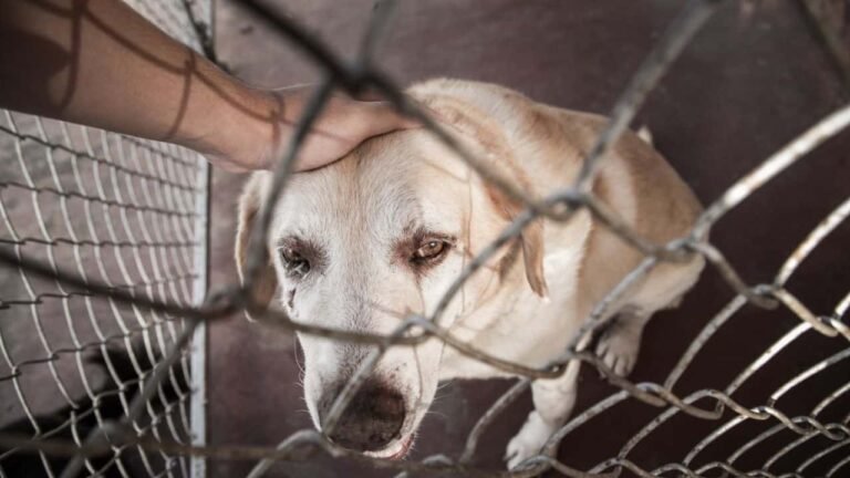 Acre sanciona leis que incentivam vacinação de animais e garantem alimentação para cães e gatos de rua