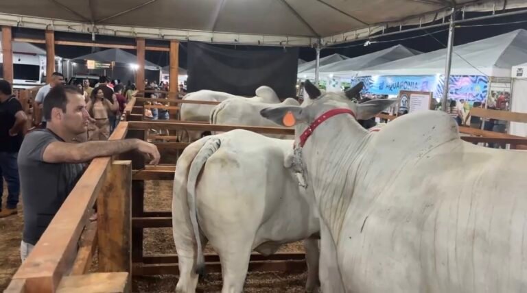 Exposição de bovinos na ExpoJuruá destaca força da pecuária e potencial dos produtores da região